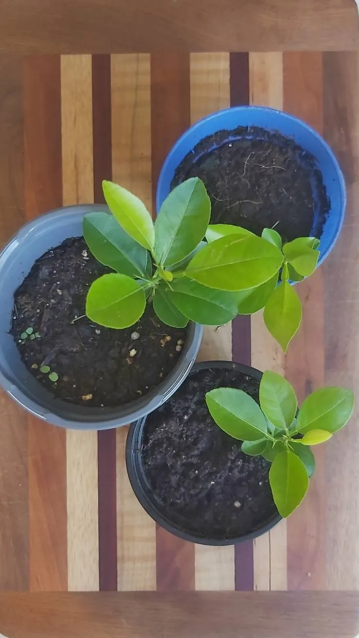 Key Lime Seedlings photo 1