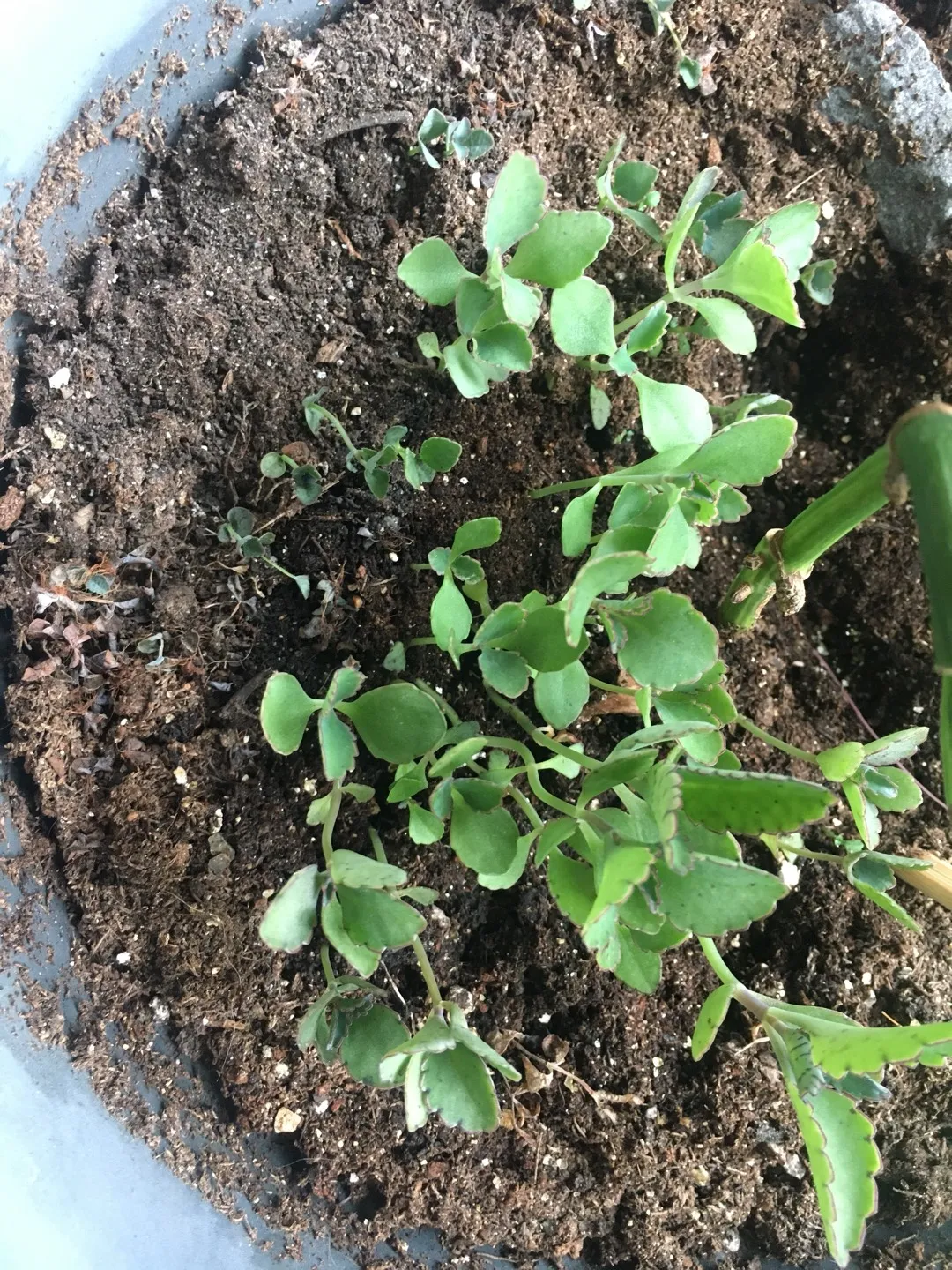 Baby Mother Of Thousands photo 1