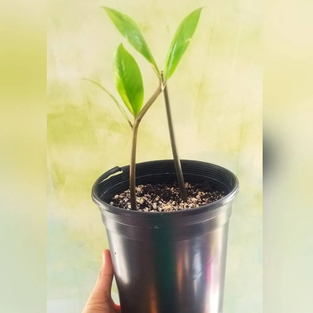 Happy Lil ZZ Plant Babies photo 1