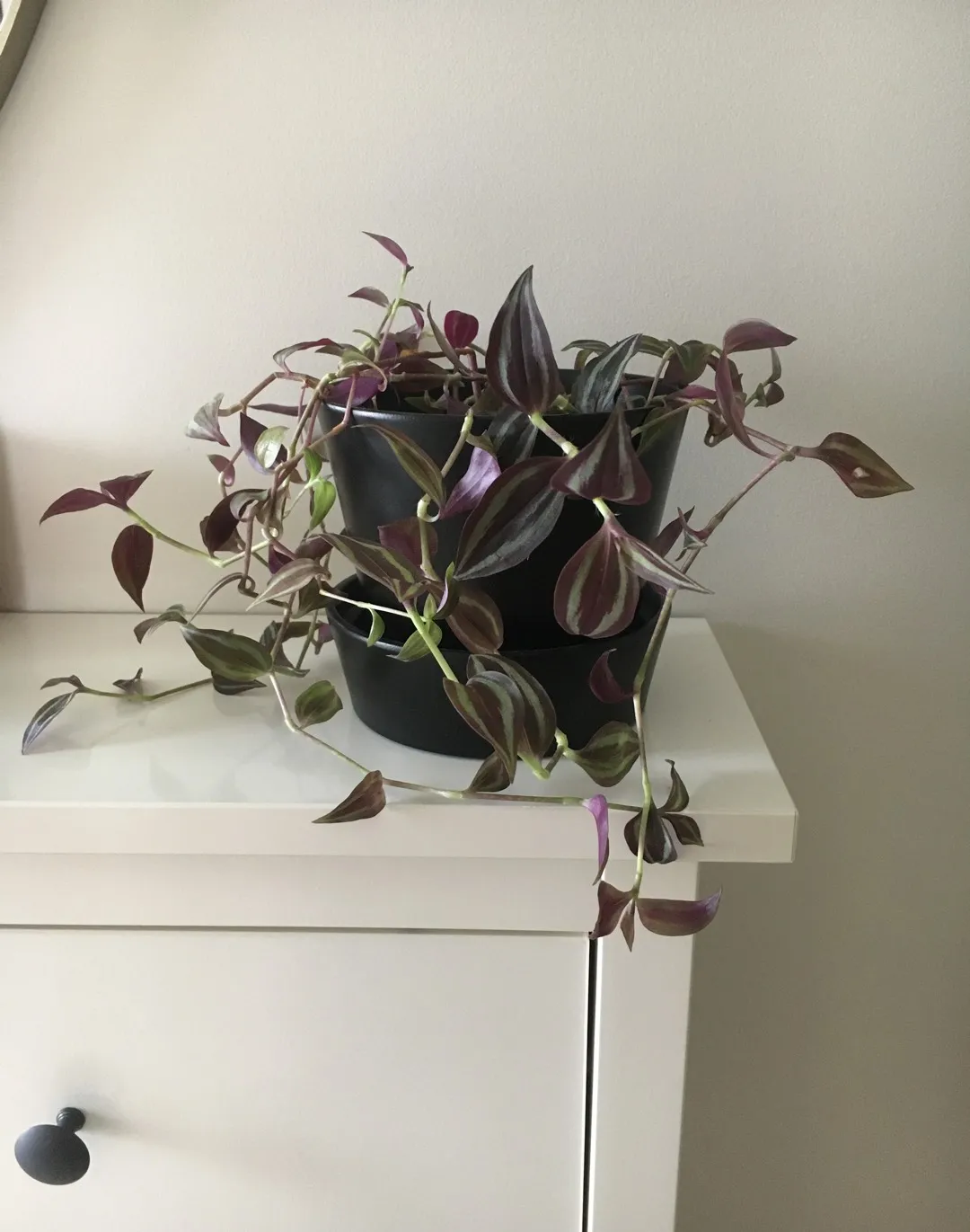 Tradescantia Zebrina In Black Planter With Saucer photo 1
