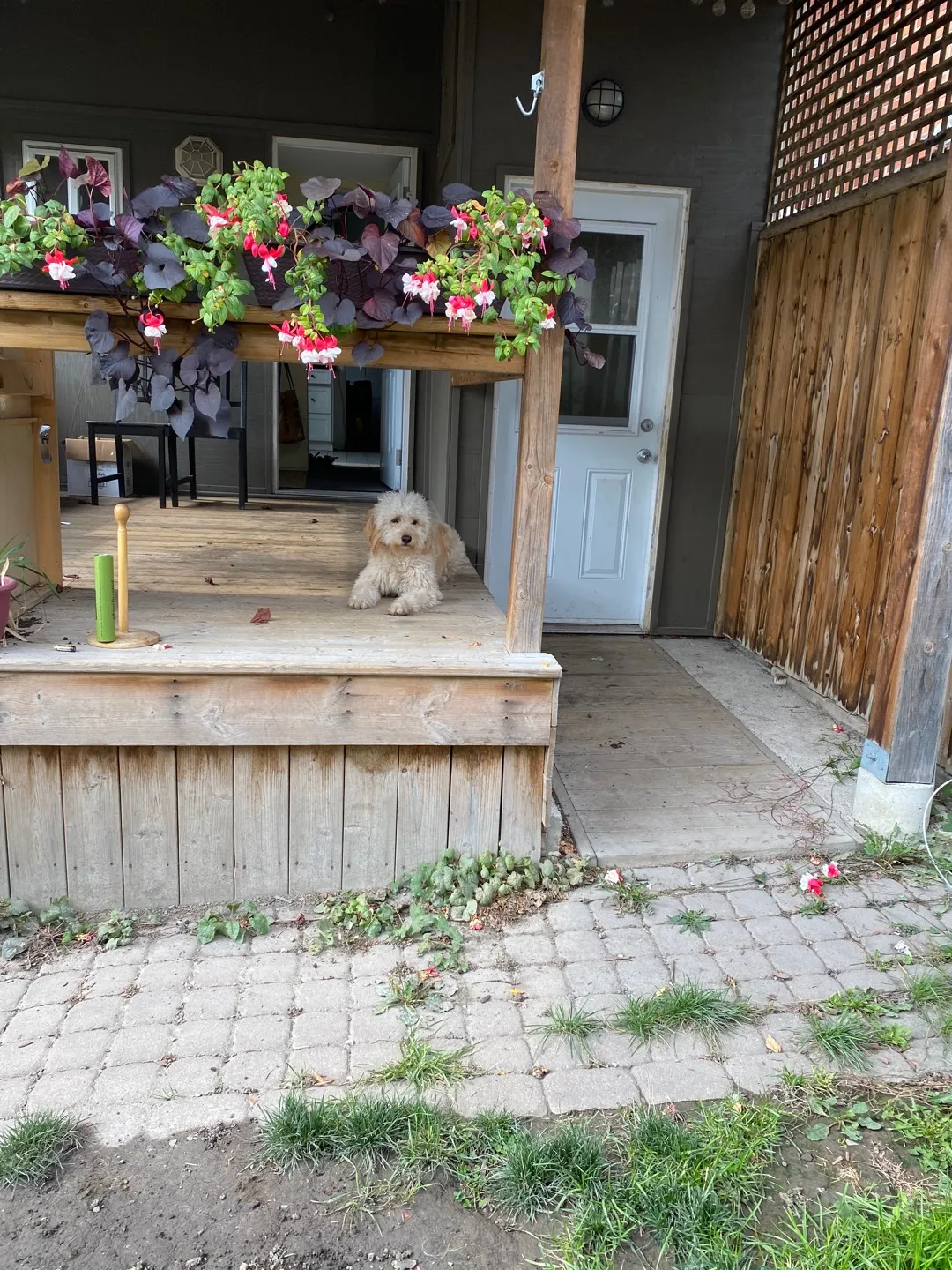 Studio Basement Apartment For Rent Near Bloor and Christie -$... photo 1