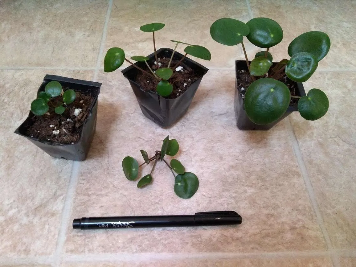 Pilea peperomioides plants photo 1