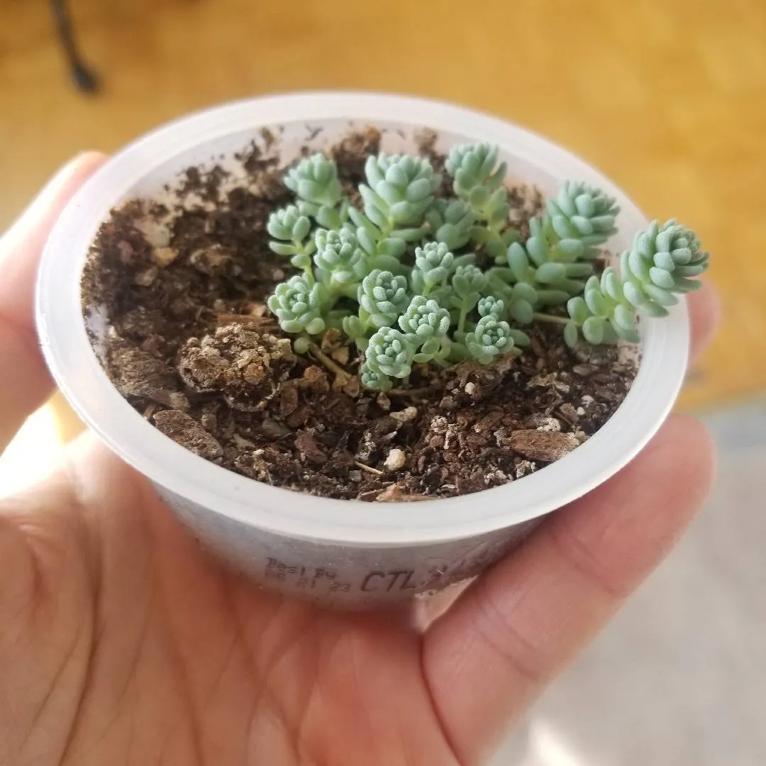 Burros Tail photo 1