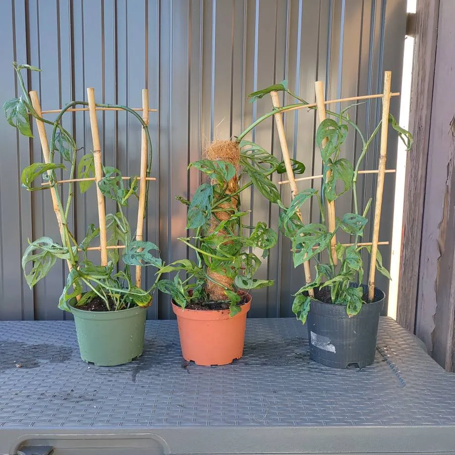 🌱 Monstera Adansonii Plant On A Trellis (One Left) photo 1