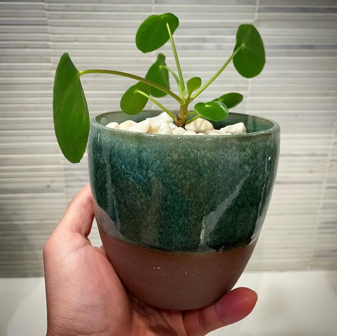 Pilea In Handmade Pot photo 1