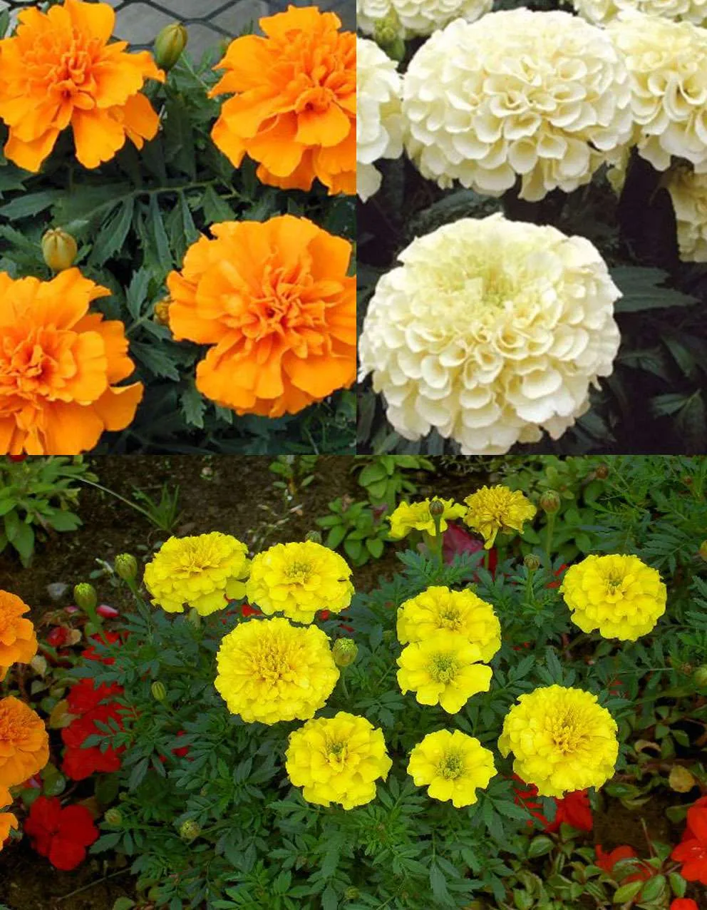 Plants - Marigold seeds photo 1