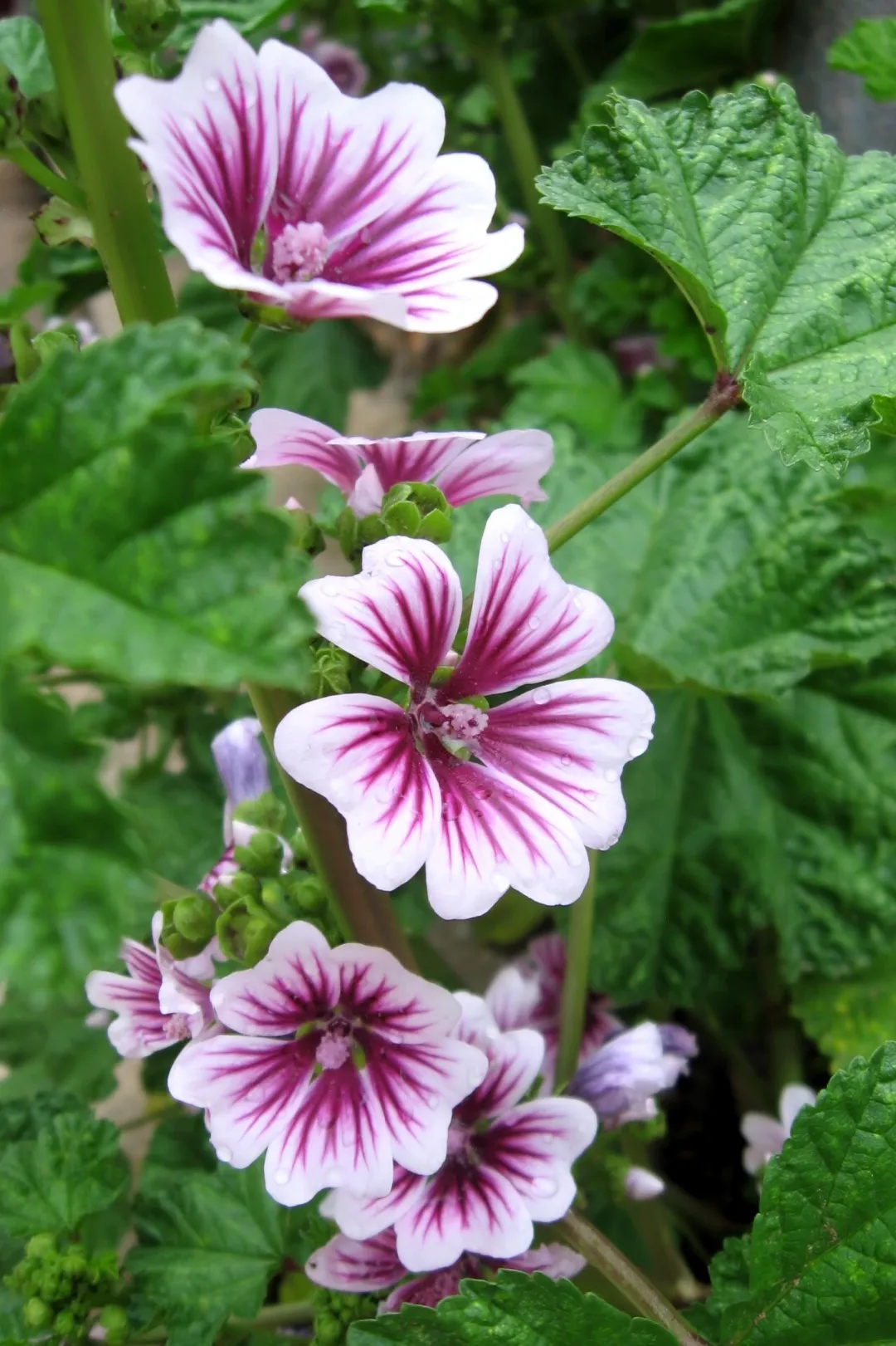 Hollyhock Seeds photo 1