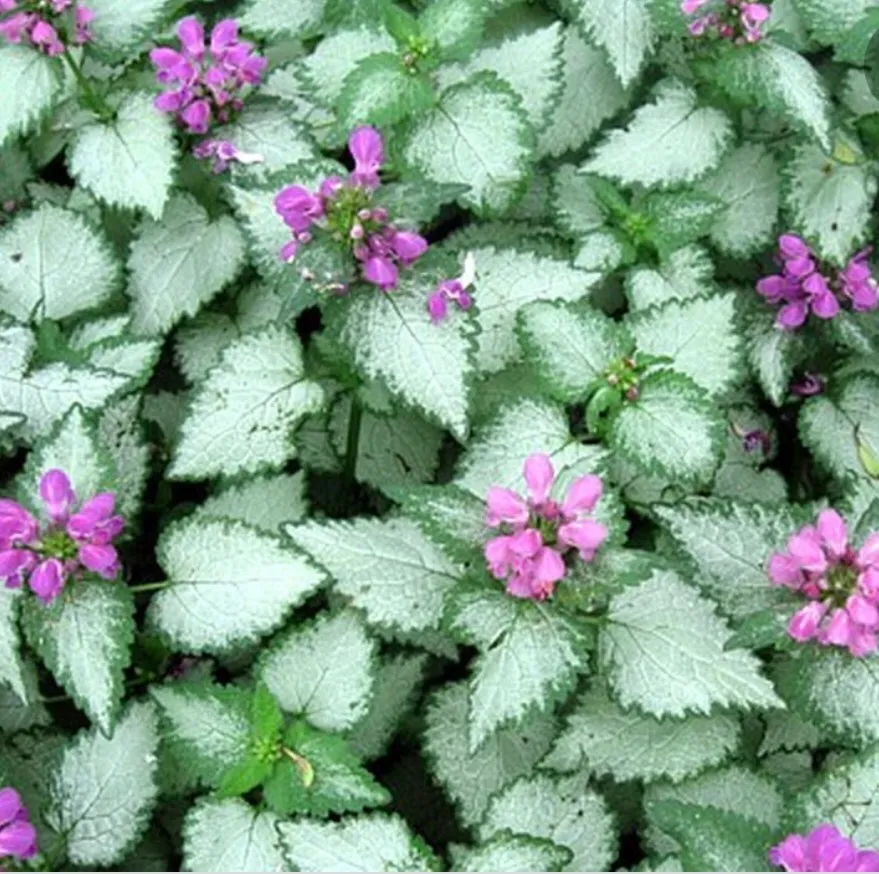 Orchid Frost Perennial Plants photo 1