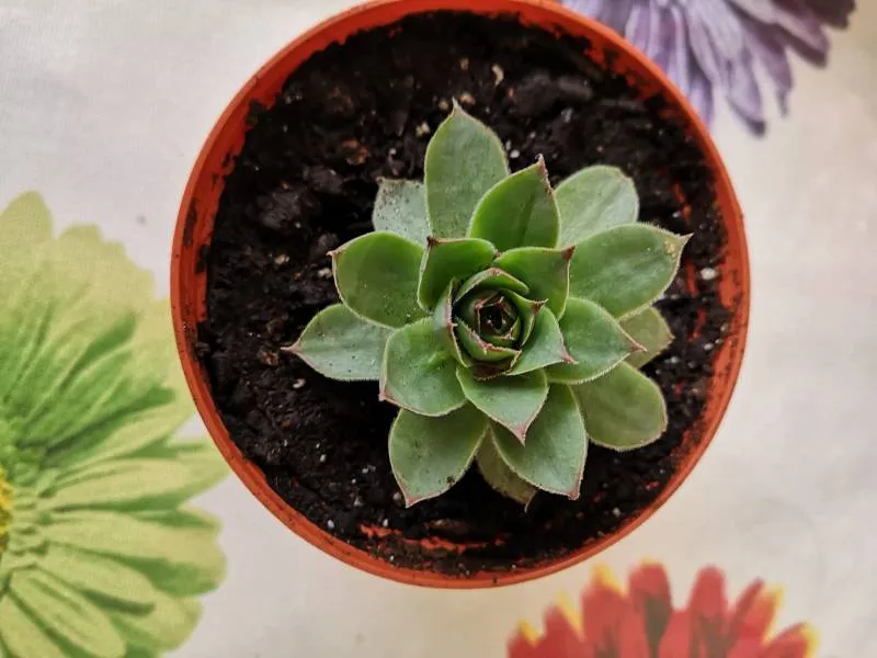One Pot Succulents photo 1