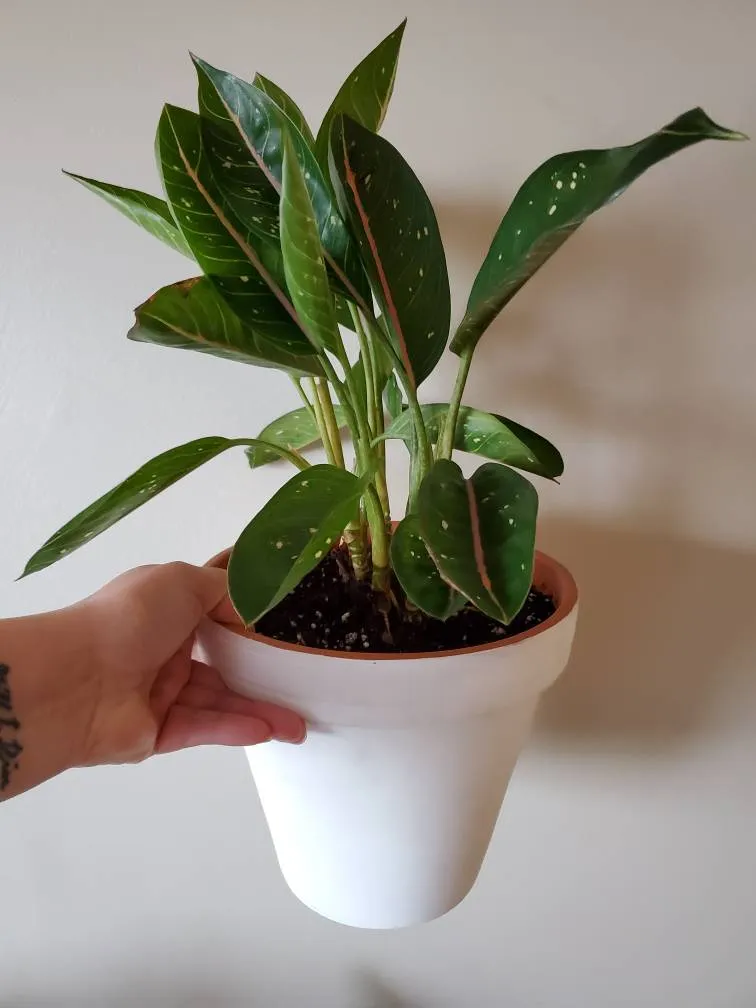 Chinese Evergreen Pink Moon photo 1