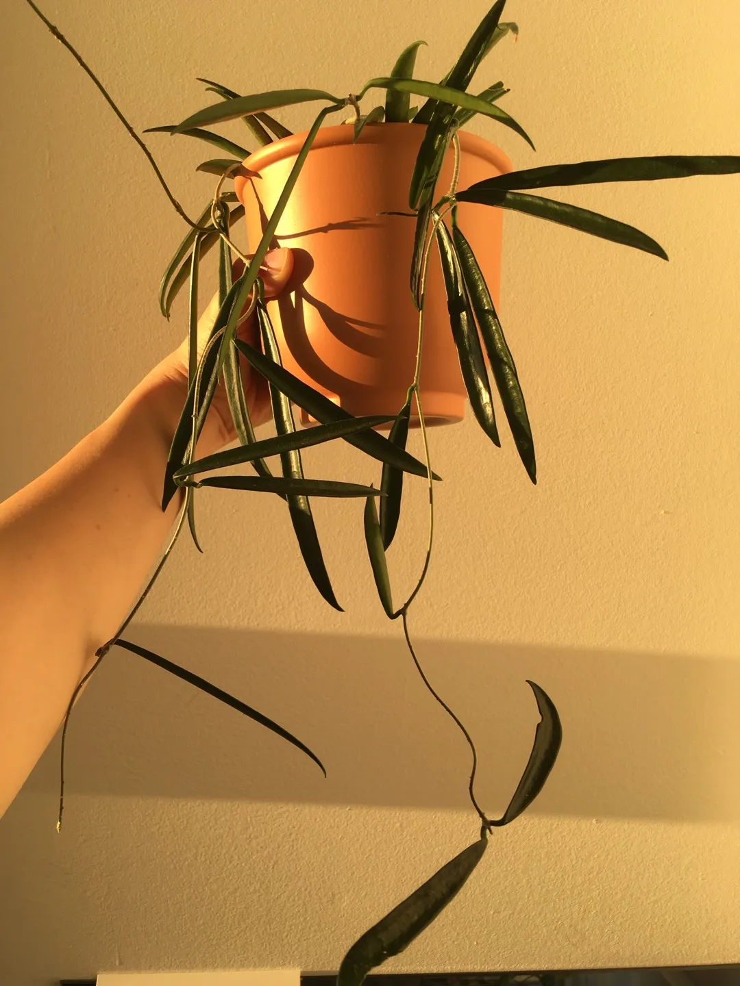 🌱 RARE Hoya Shepherdii Cutting photo 1