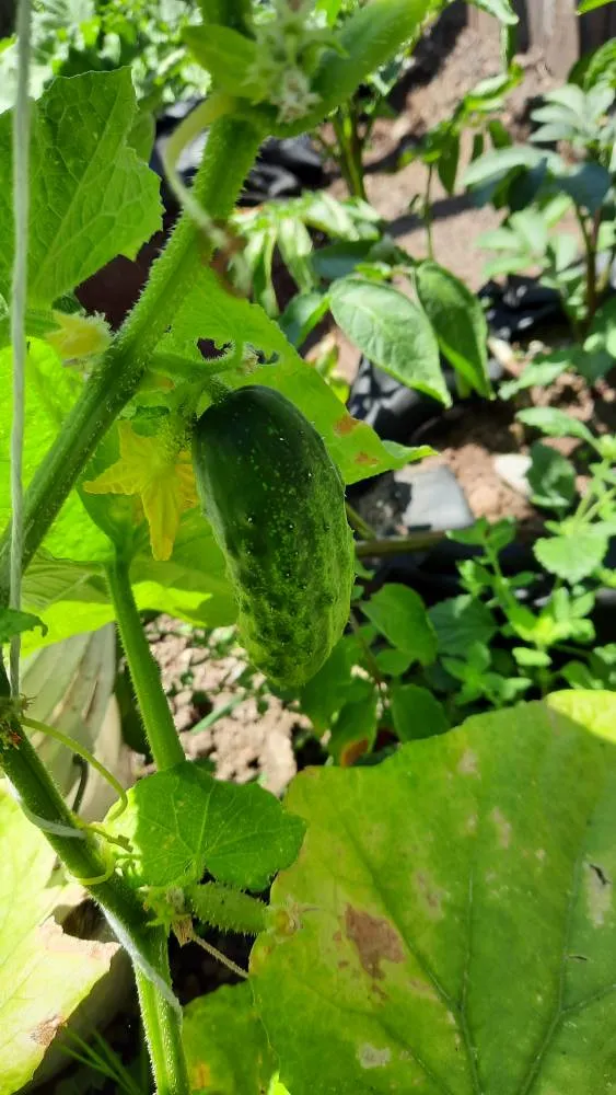 Organic Cucumbers!! photo 1