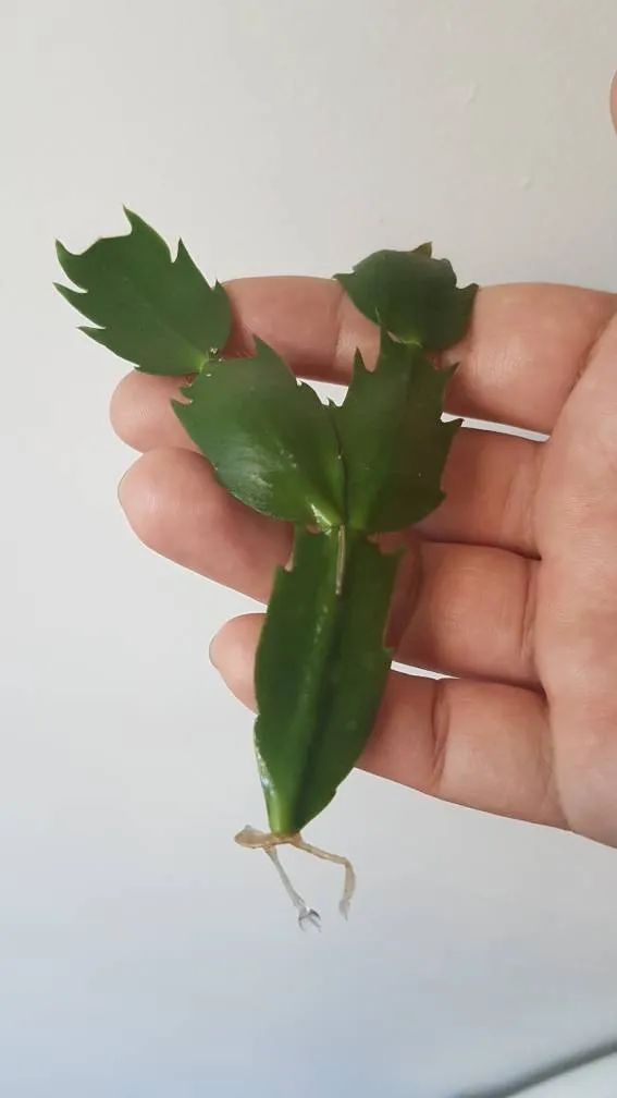 christmas cactus photo 1