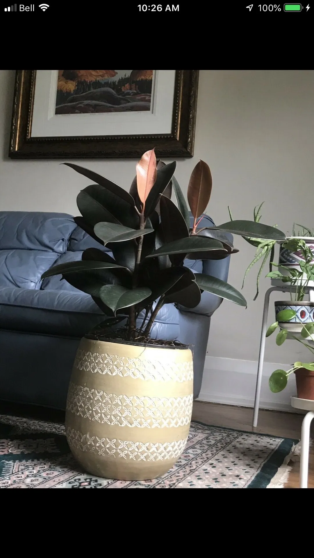 Beautiful Large Ficus Elastica Plant photo 1