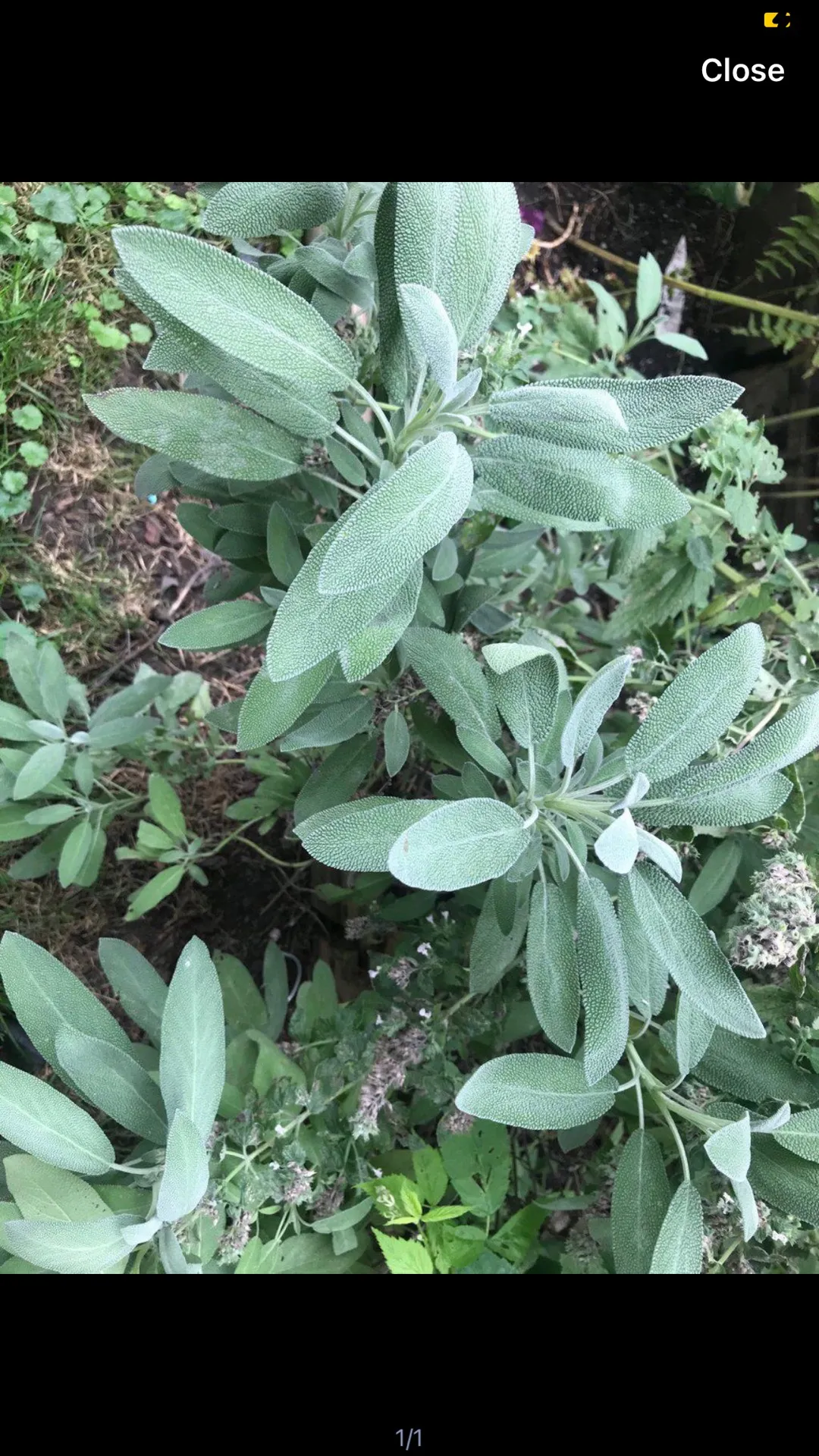 Sage Plants photo 1