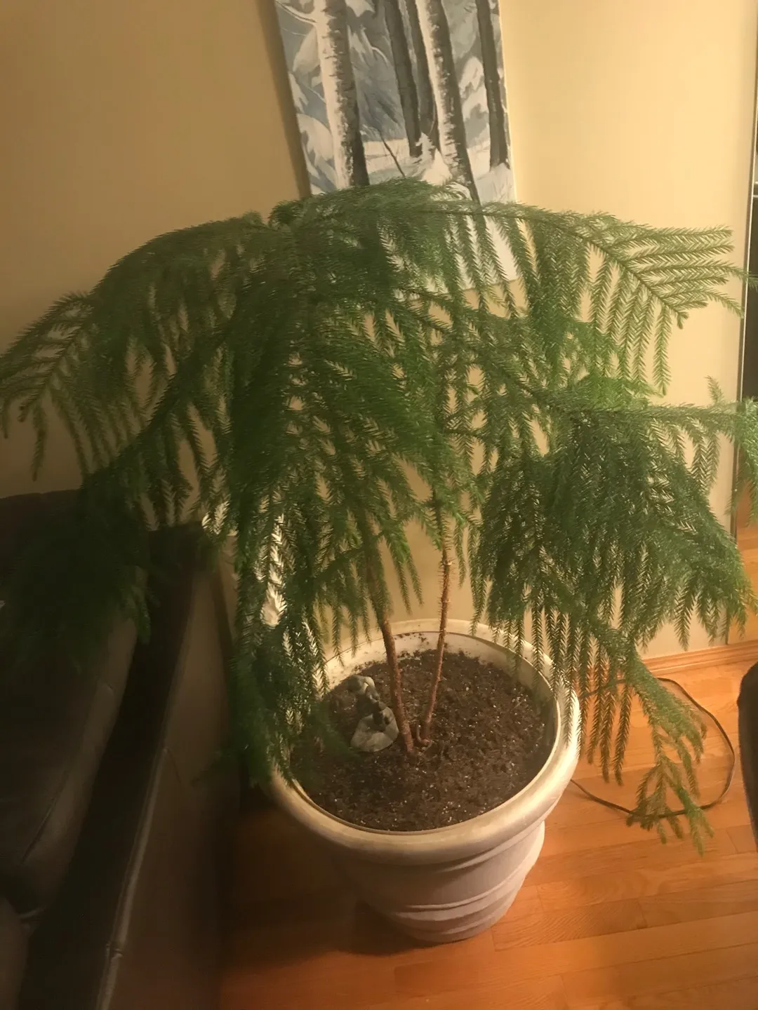 Norfolk Pine photo 1