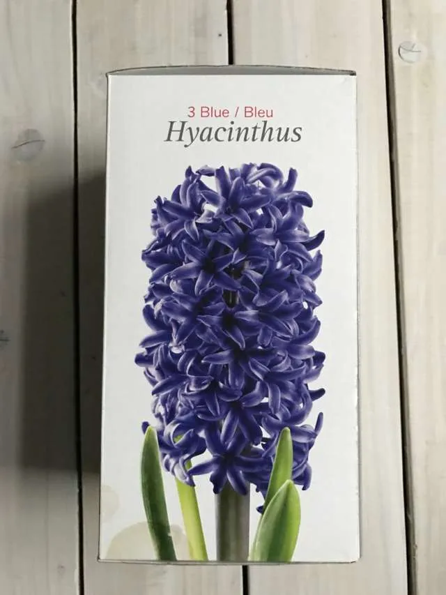 Flower Bulbs / Seeds — Hyacinthus photo 1