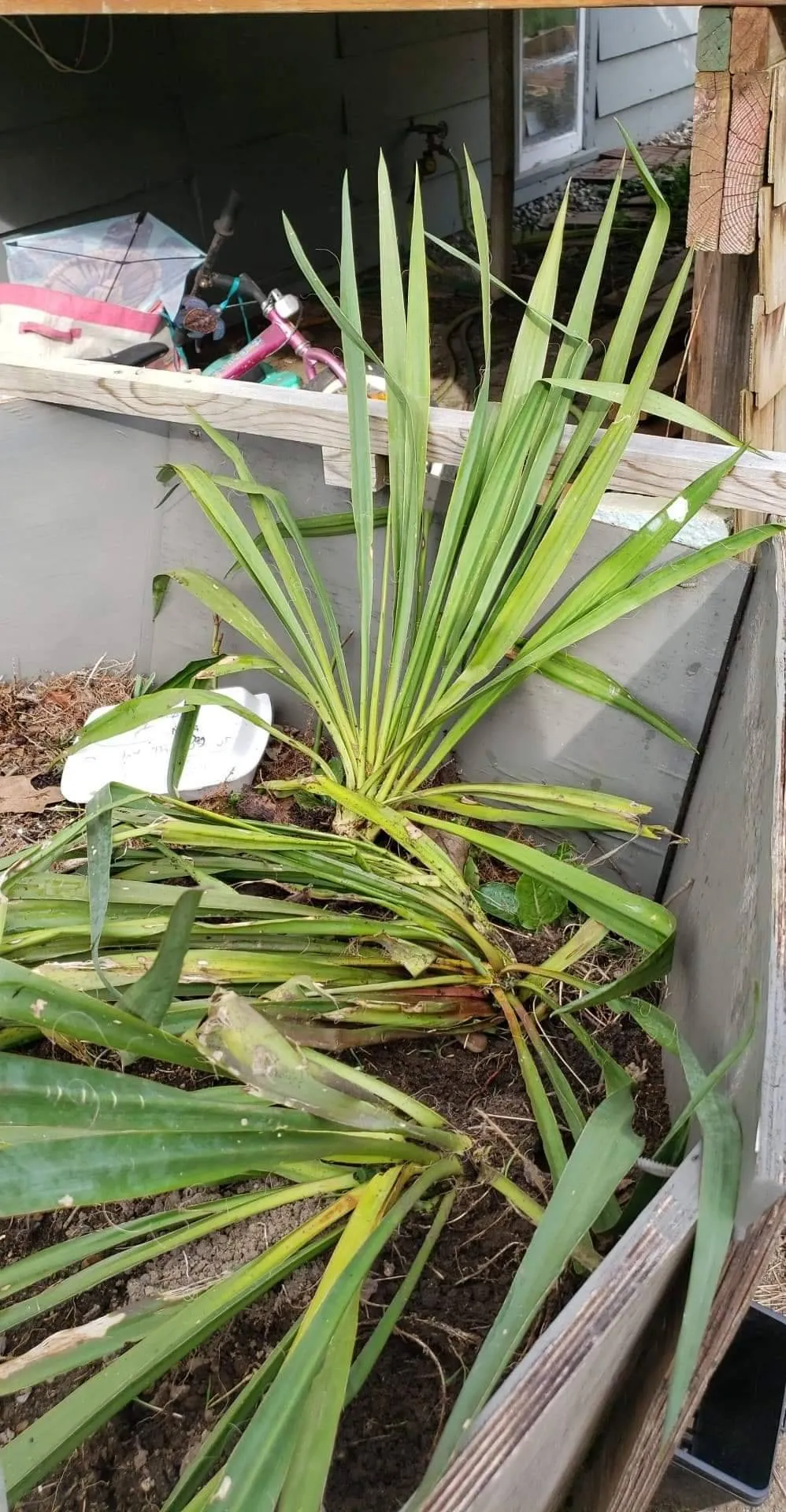 Yucca outdoor perennial plant photo 1