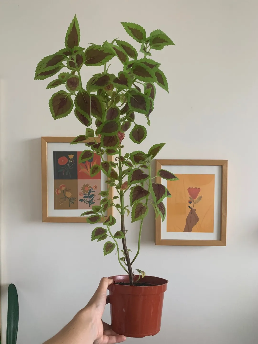 Coleus Plant 🌿✨ photo 1