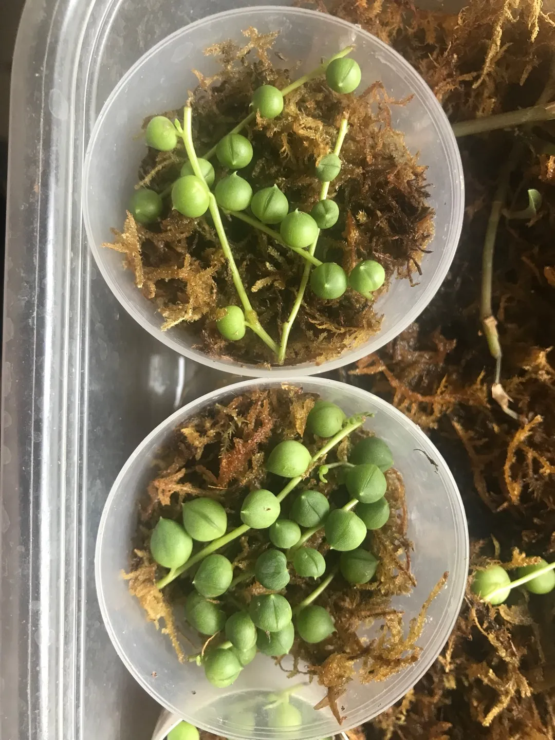 String Of Pearls photo 1