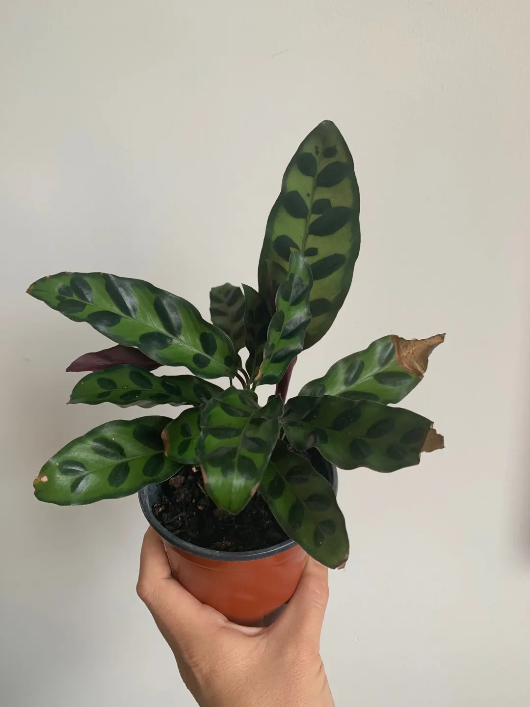 Calathea Rattlesnake✨ photo 1