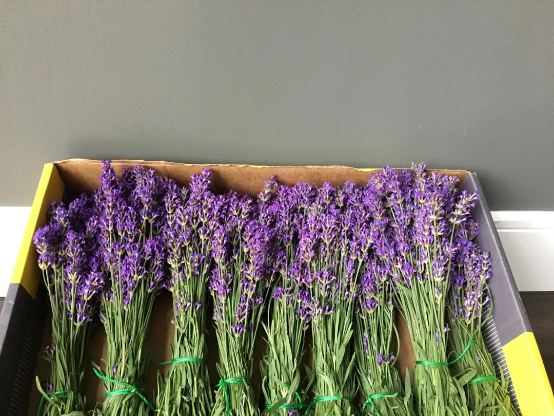 Fresh Lavender Bunch photo 1
