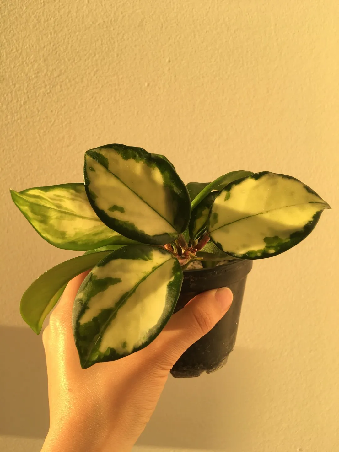 🌱 RARE Hoya Australis Lisa photo 1