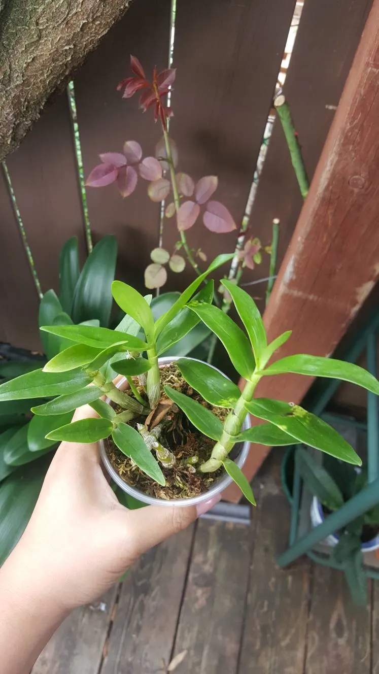 Rare Dendrobium Orchid House Plant photo 1