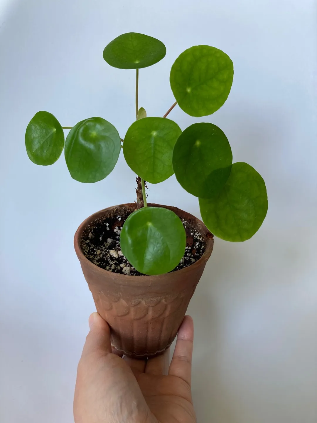 🌱 Pilea Peperomiodes photo 1
