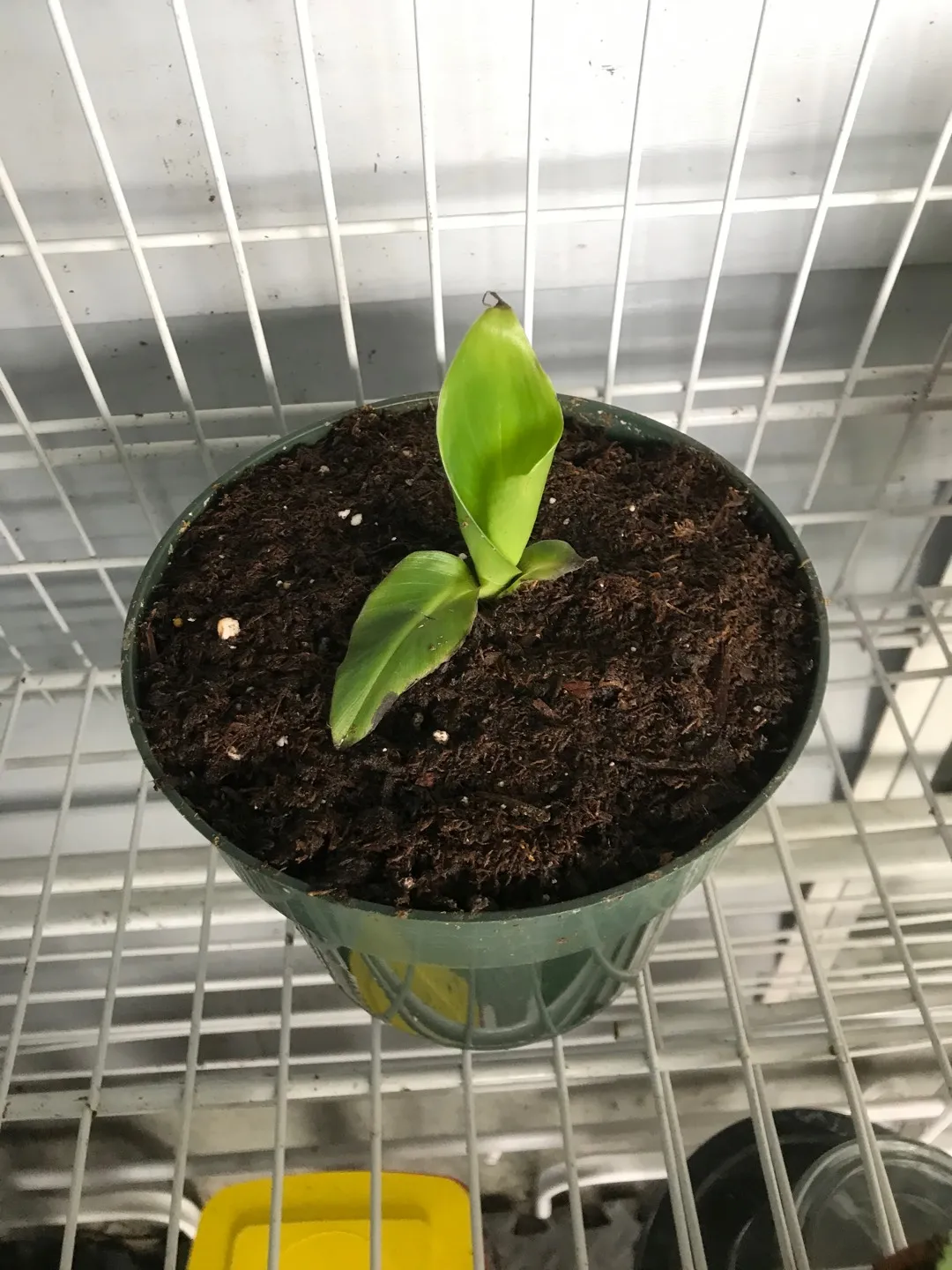 Dwarf Cavendish Banana Puppy Plant photo 1