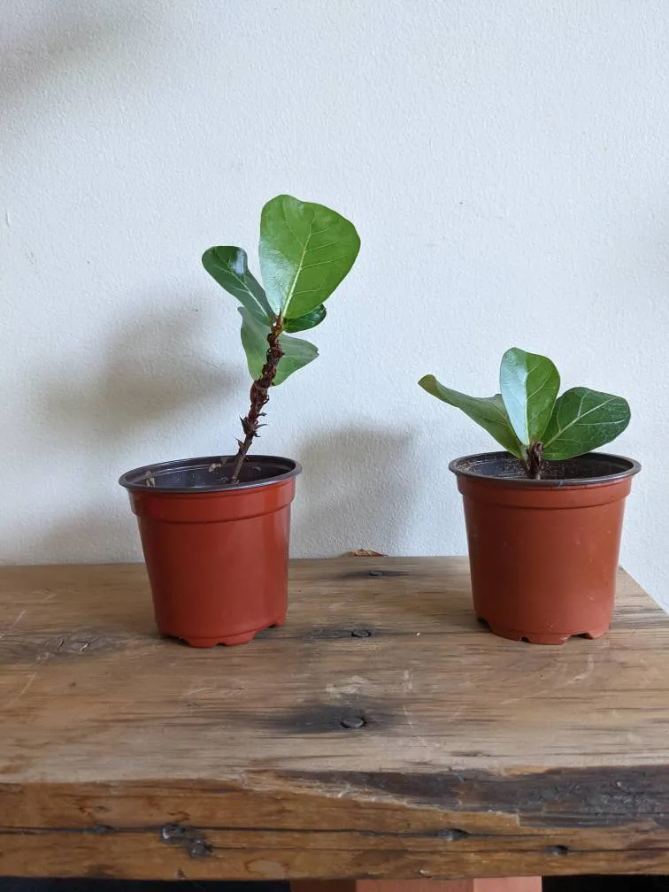Fiddleleaf Fig Cuttings photo 1