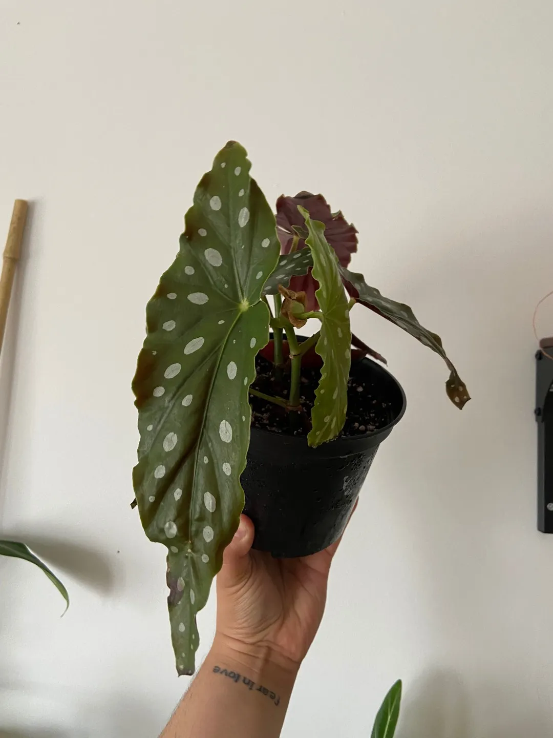 Begonia Polka Dot photo 1