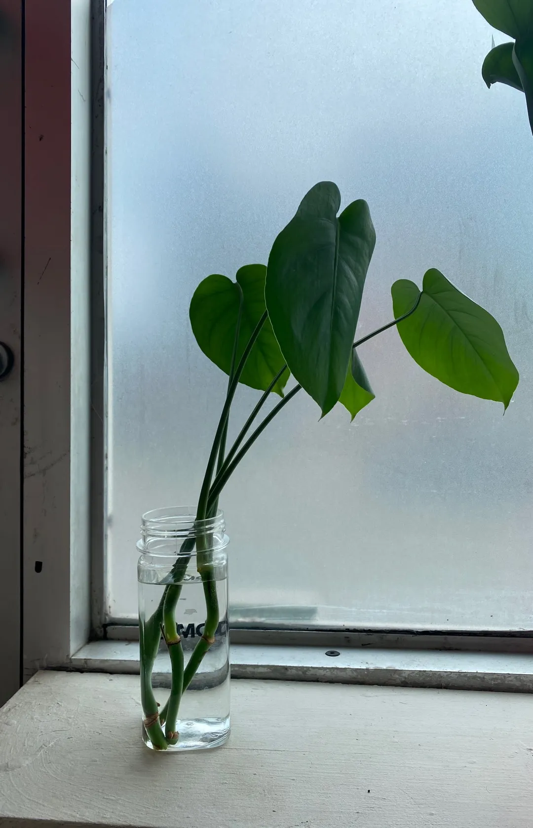 Monstera Clippings! photo 1