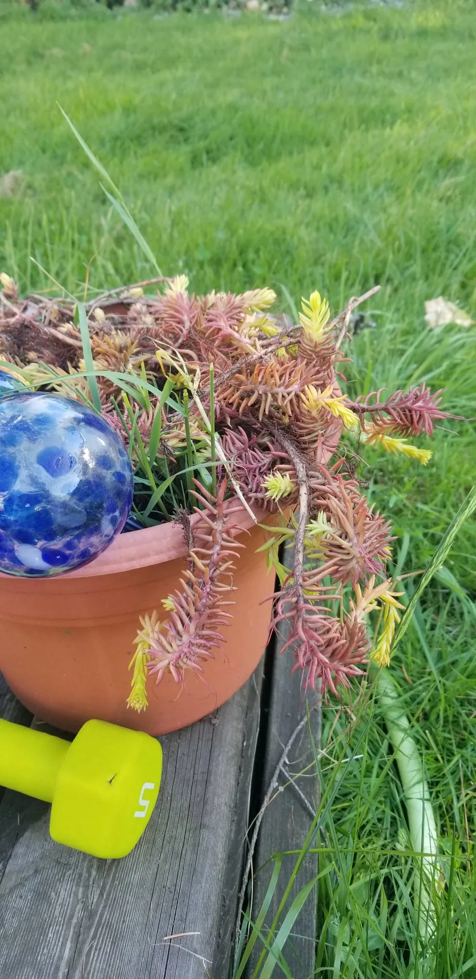 Sedum -enough rooted strings for a decent hanging basket! photo 1