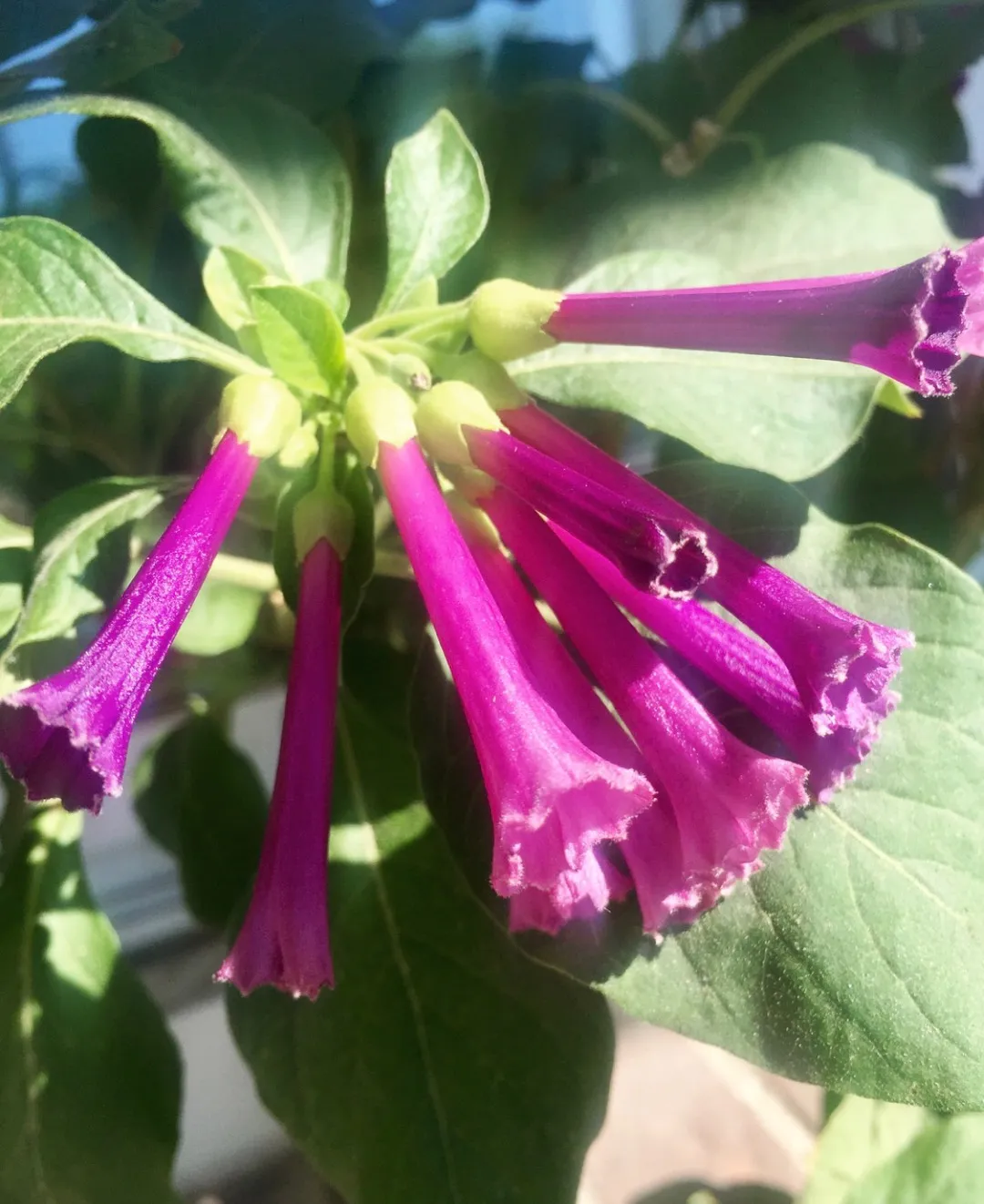 Iochroma plant photo 1