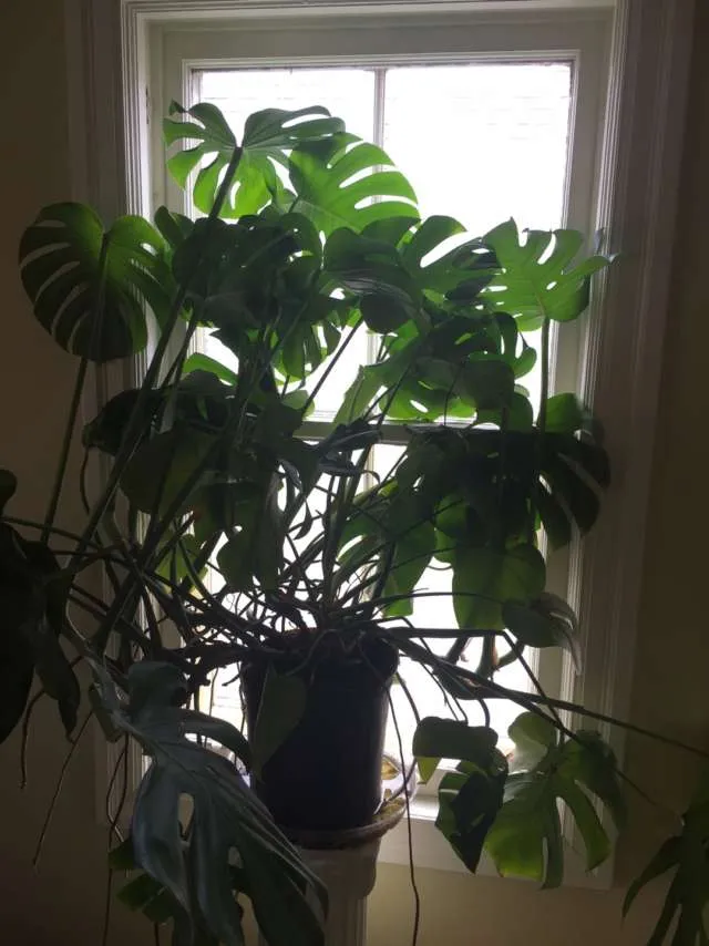 Monstera Clipping photo 1