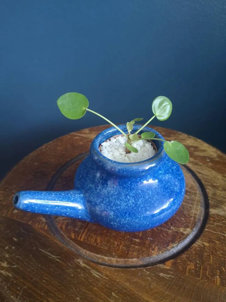 Peperomioides Pup photo 1