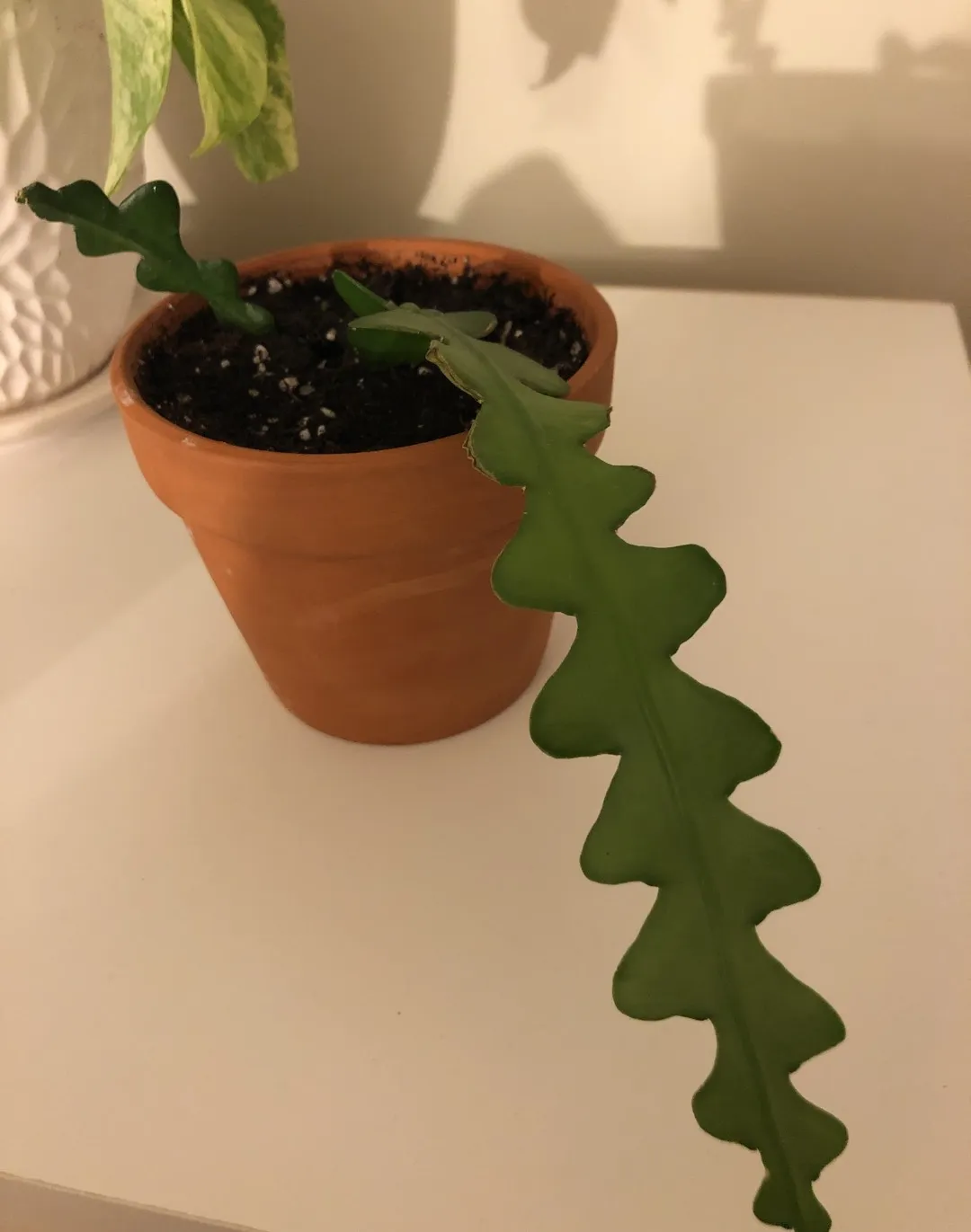 Zig Zag Cactus photo 1