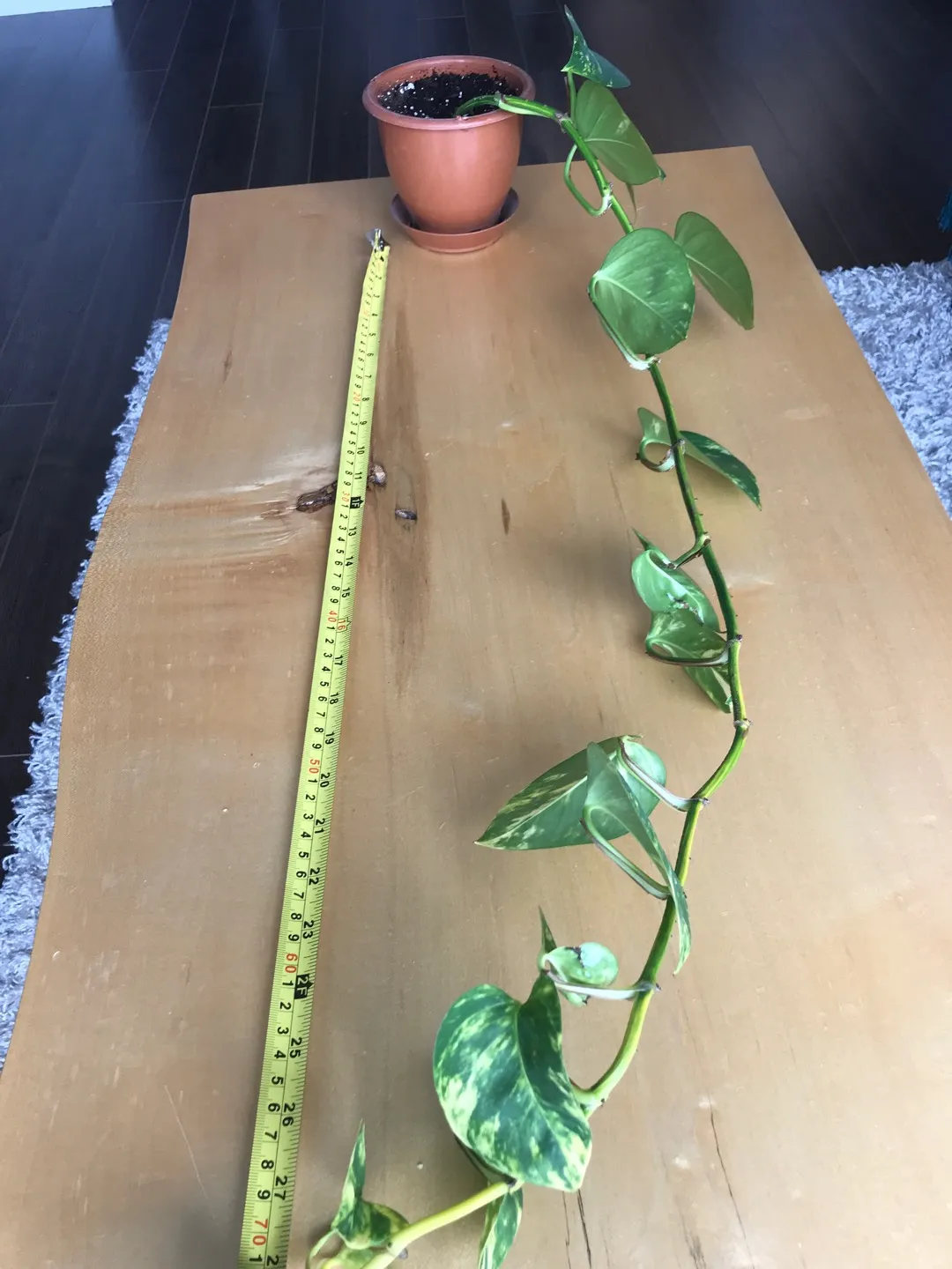 28-inch Trailing Pothos photo 1