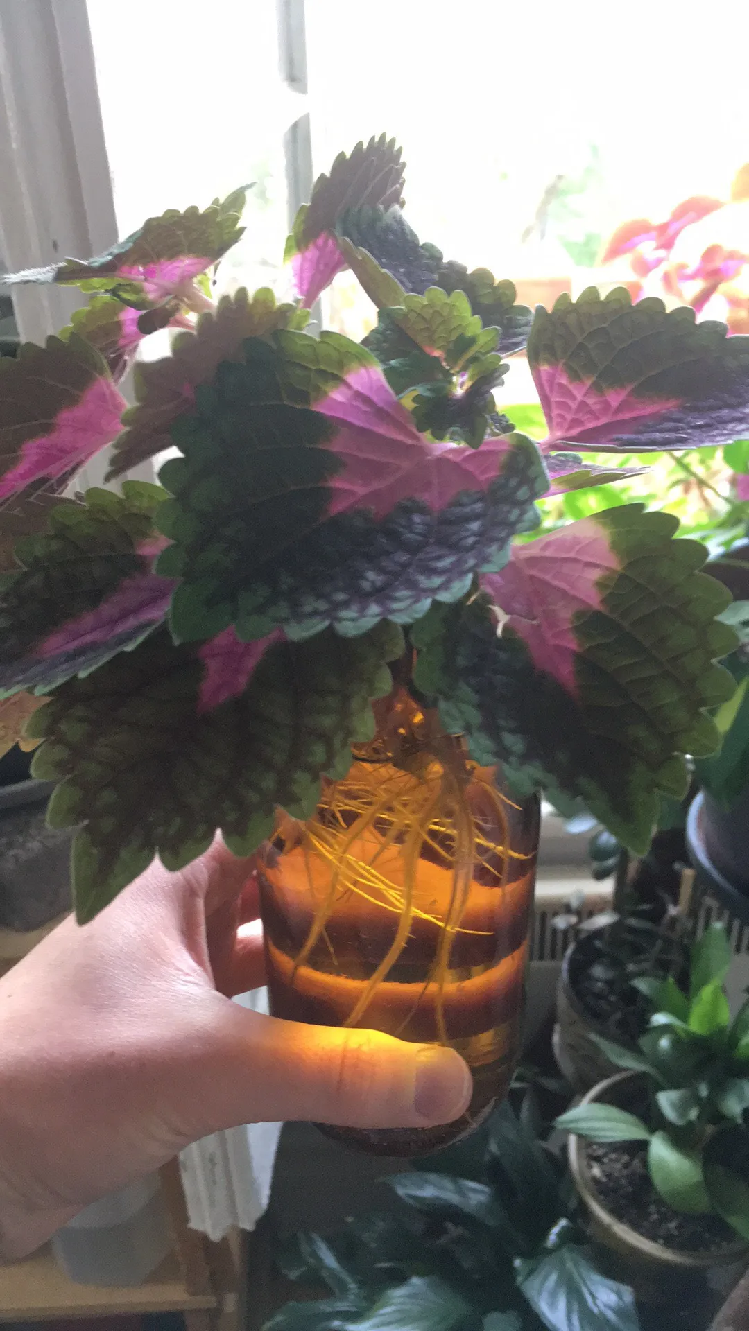 Cute Crimson Coleus Cuttings photo 1