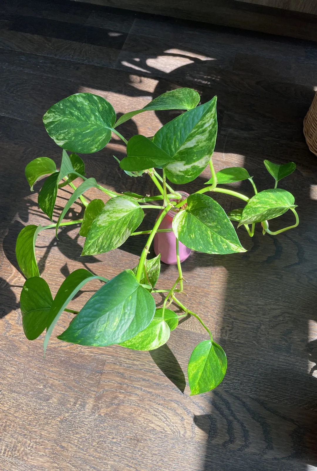 Golden Pothos Cuttings photo 1