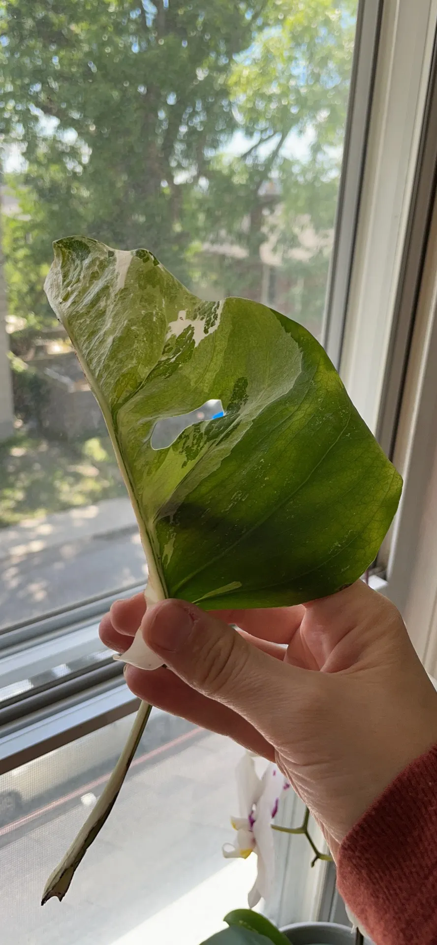 Monstera Albo Leaf photo 1