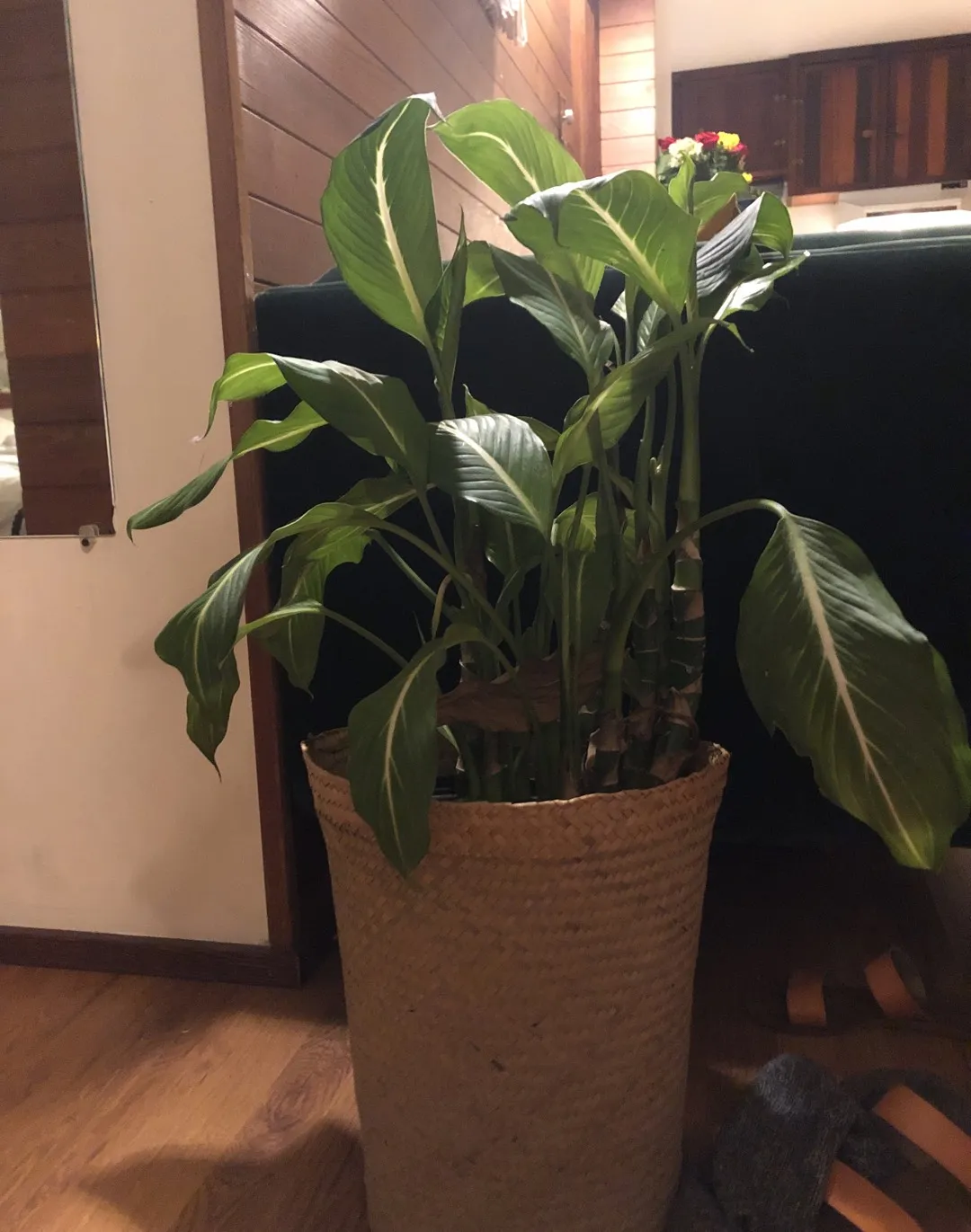 Plant + Woven Basket photo 1