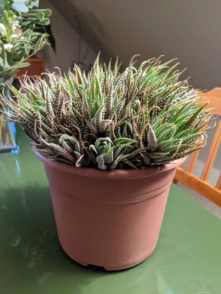 Huge Haworthia Attenuata Pot photo 1