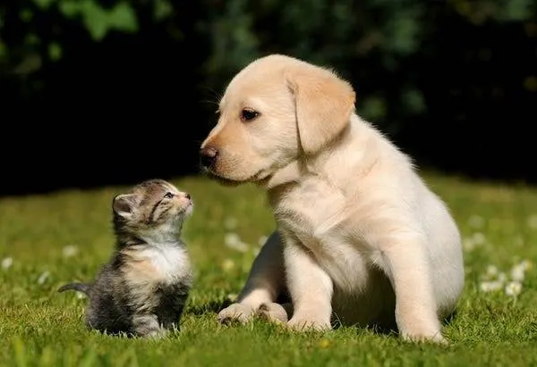 Cat And Dog Food photo 1