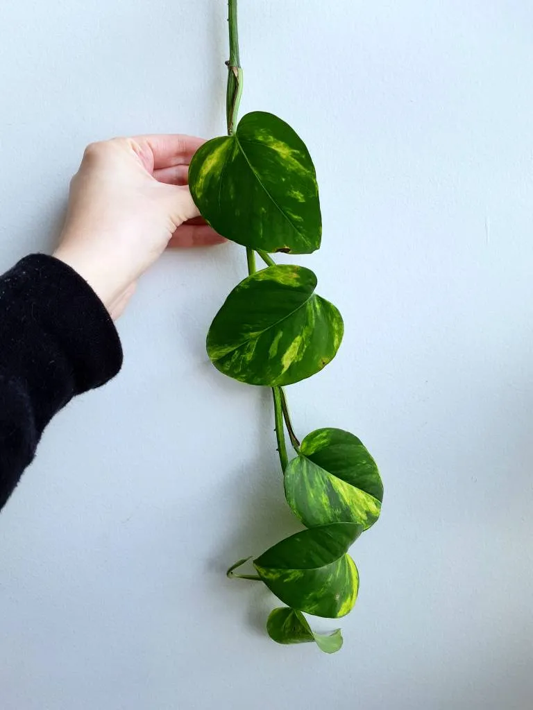 Golden Pothos Cuttings photo 1
