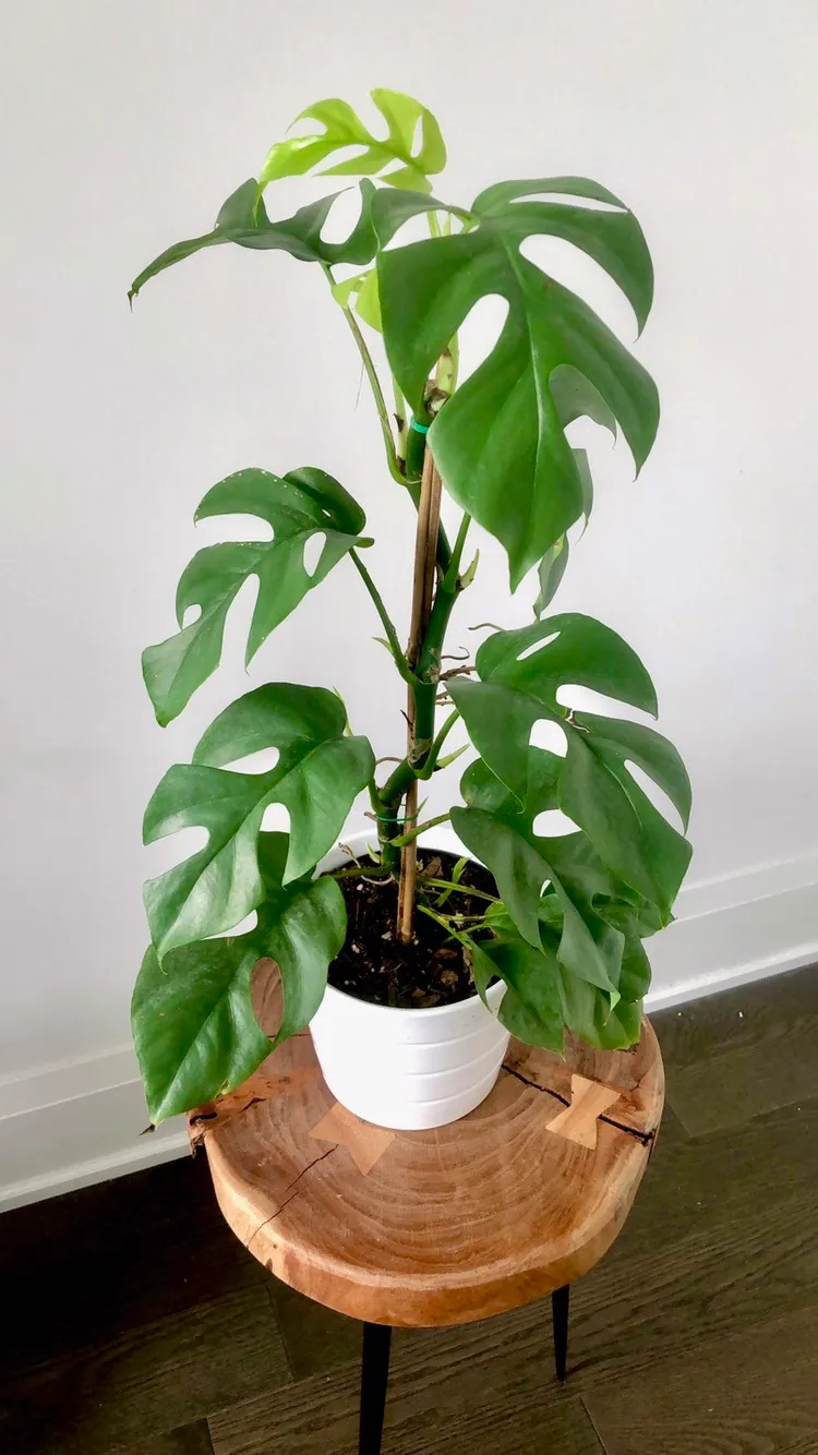 Rhaphidophora Tetrasperma AKA Mini Monstera Plant photo 1