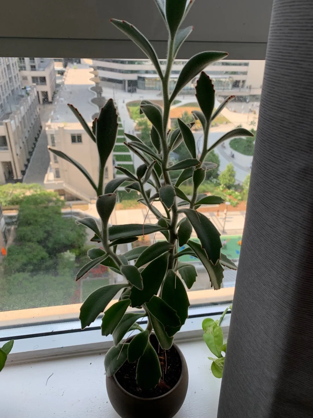 Panda Plant For Trade photo 1