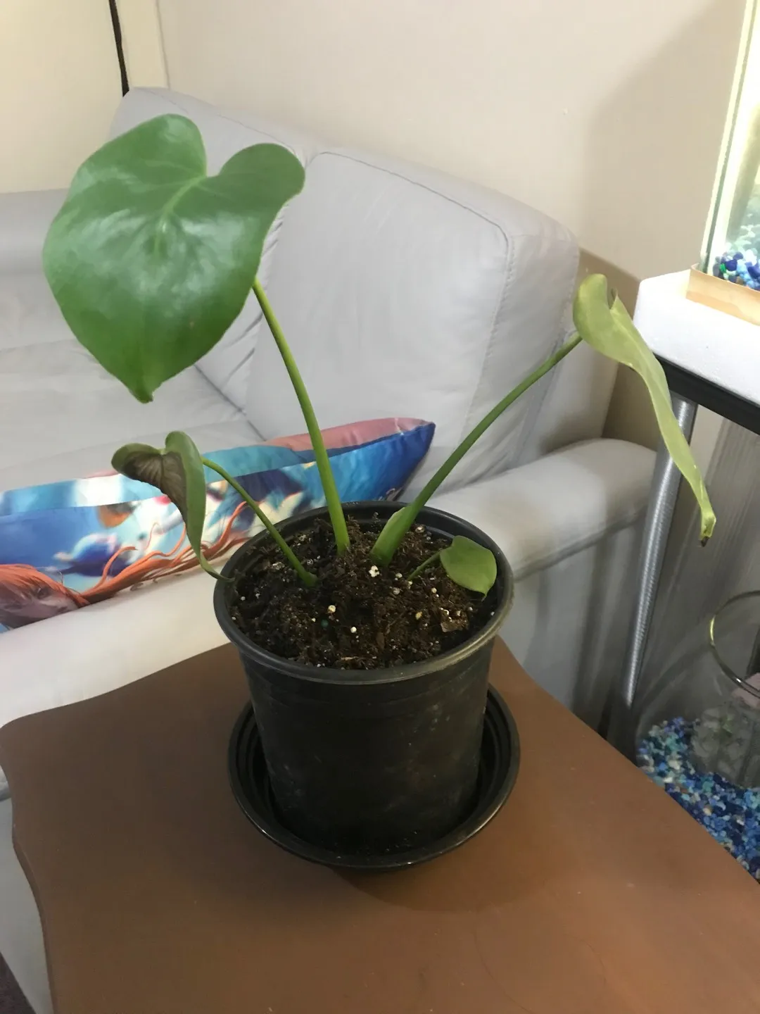 Monstera Deliciosa photo 1