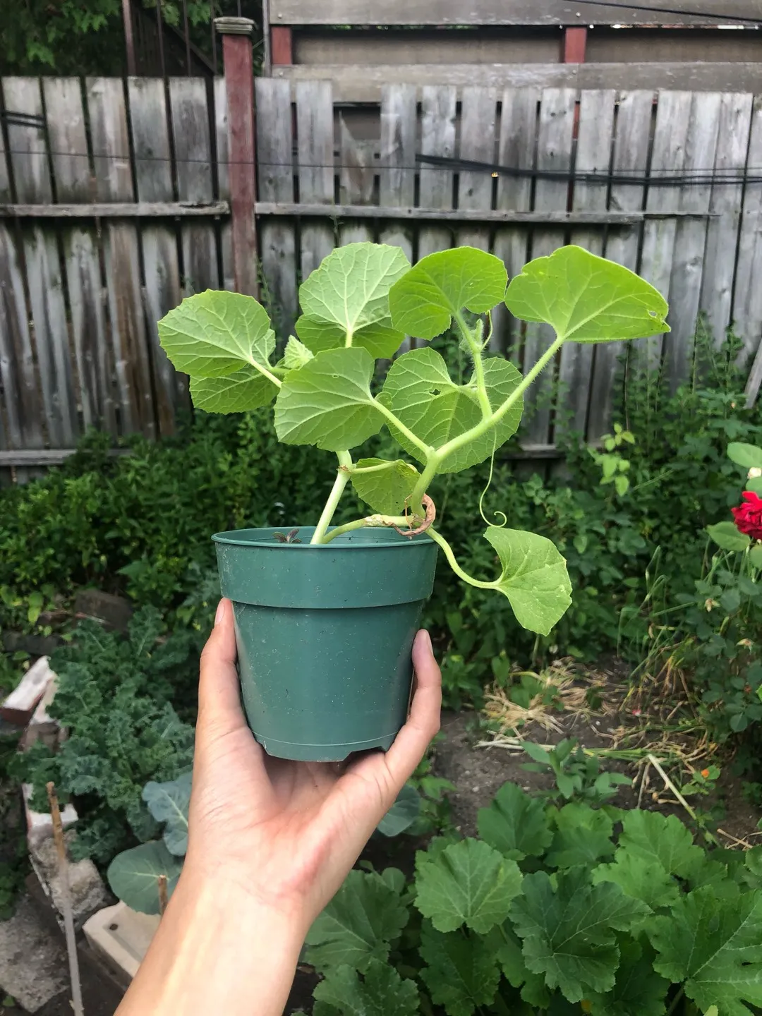 Honeydew Melon Plantie photo 1